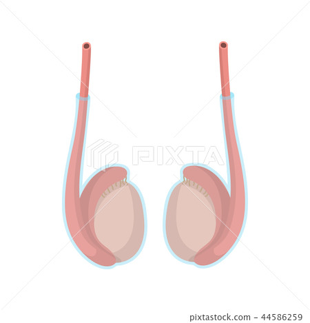 Testicles cartoon icon Testicles cartoon icon 44586259