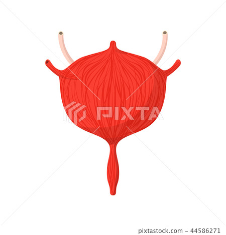 Human bladder cartoon icon 44586271