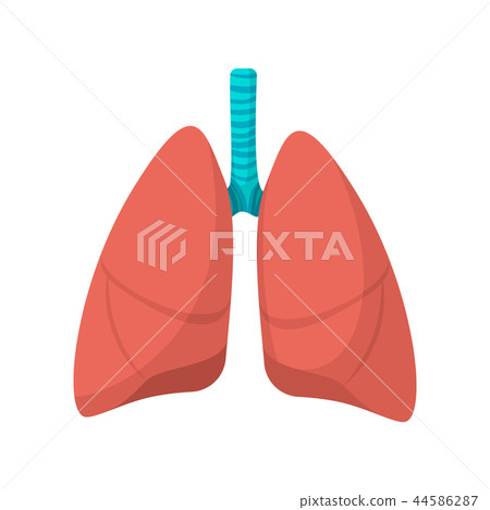 Human lungs cartoon icon 44586287