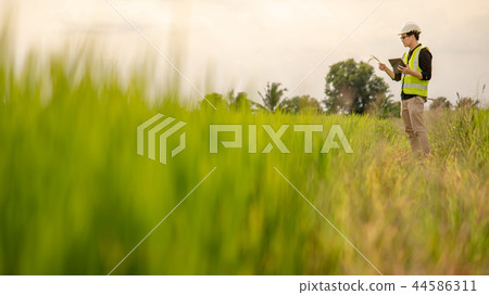 Asian male agronomist observing on rice field 44586311
