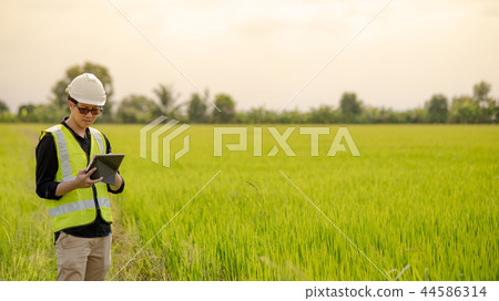 Asian male agronomist observing on rice field Asian male agronomist observing on rice field 44586314