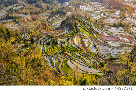 元陽田田世界遺產雲南省 44587171