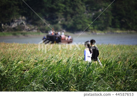 秋天,大自然,秋季景觀,蘆葦,步行方式,自然風光, 秋天,大自然,秋季景觀,蘆葦,步行方式,自然風光, 44587653