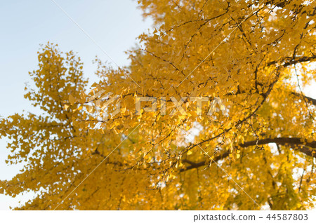 銀杏，戶外，秋天 44587803