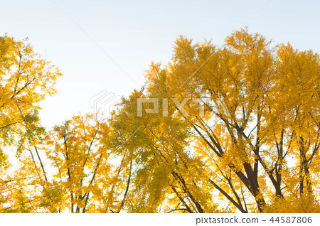 銀杏，戶外，秋天 44587806