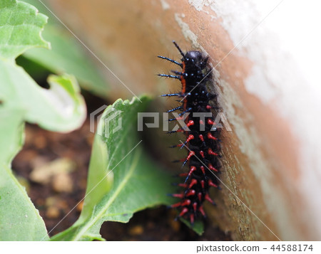 Bluefin Panther larva 44588174