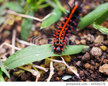 Bluefin leopard butterfly butterfly larvae 44588176