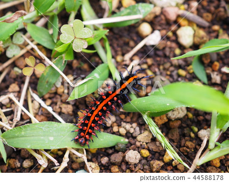 Bluefin Panther larva 44588178