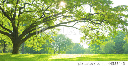 公園樹 公園樹 44588443