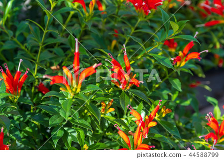 Esquinantus 44588799