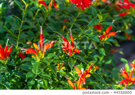 Esquinantus Esquinantus 44588800