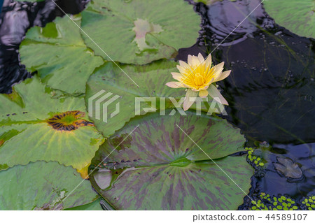 Water lilies Water lilies 44589107
