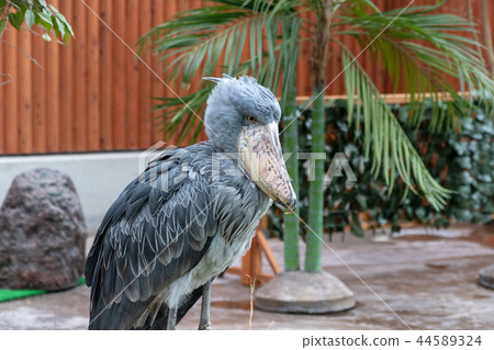 Hashbill Hashbill 44589324