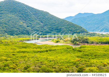 Amami Oshima Mangrove National Park Special Protected Area Amami Oshima Mangrove National Park Special Protected Area 44589623