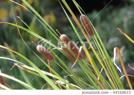 Ear of cattail Ear of cattail 44589633