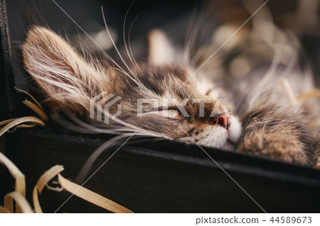 A gray striped cat sleeps in the box A gray striped cat sleeps in the box 44589673