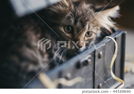 Fluffy, striped, gray cat is in a black box Fluffy, striped, gray cat is in a black box 44589690