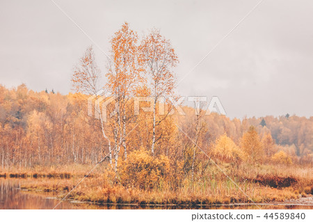Golden autumn, country life, lake in the forest Golden autumn, country life, lake in the forest 44589840