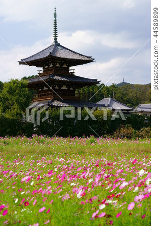 Nara Ikaruga no Sato / Autumn Hokiji 6（無人駕駛） 44589899