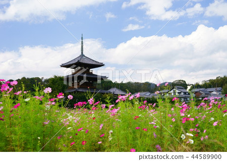 Nara Ikaruga no Sato / Fresh Autumn Hokiji 1 44589900