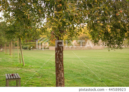 red aplles on the tree red aplles on the tree 44589923