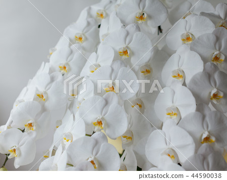 White Phalaenopsis close up 44590038