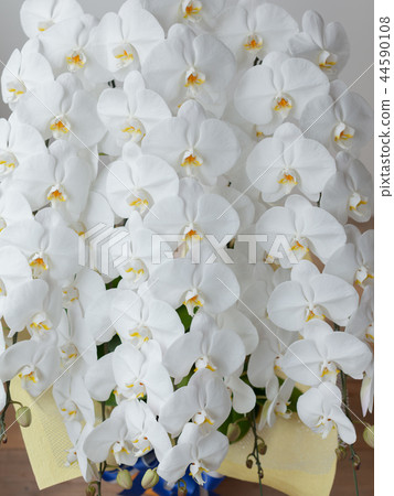 白色蘭花植物關閉 44590108