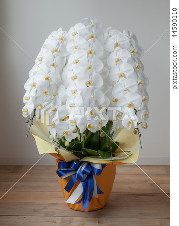 White butterfly orchid 44590110