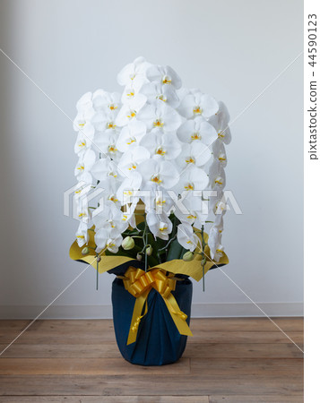 White butterfly orchid 44590123