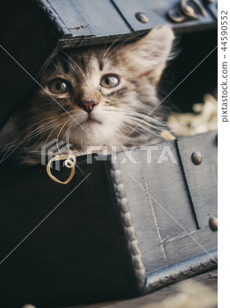 A cat with a fluffy mustache sits in a vintage chest. 44590552