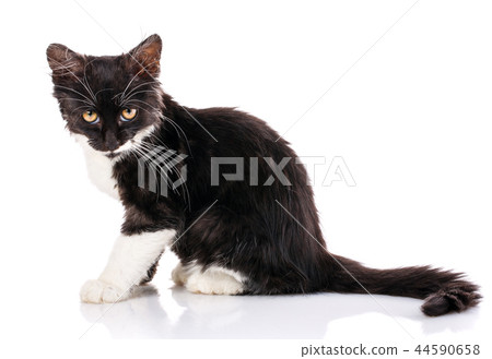 Kitty sits sideways. Isolated on a white background 44590658
