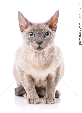 Side view of a Devon rex sitting Side view of a Devon rex sitting 44590757