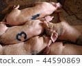 Pig animal 44590869