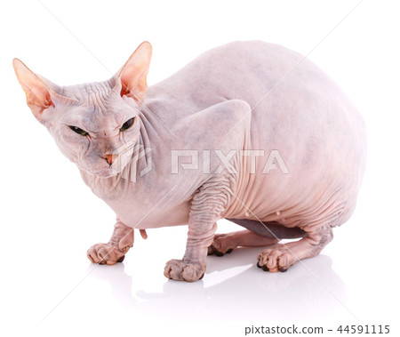 Animal, cat and sphinx concept - bald sphinx cat on white, 44591115