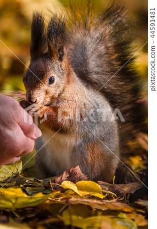 Squirrel communicates human in the autumn park 44591481