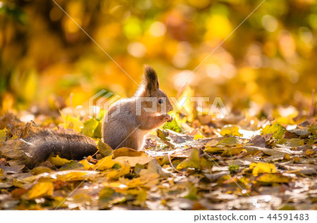 Squirrel sitting in the autumn park. Squirrel sitting in the autumn park. 44591483