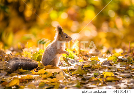 Squirrel sitting in the autumn park. Squirrel sitting in the autumn park. 44591484