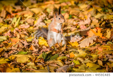 Squirrel sitting in the autumn park. Squirrel sitting in the autumn park. 44591485