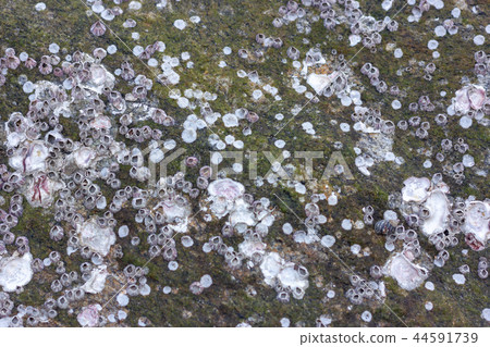 Seamless fossil seashell on stone beside sea 44591739