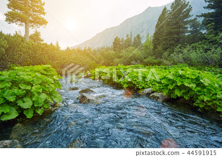 River in the mountains overlooking the High Tatras. Slovakia Europe River in the mountains overlooking the High Tatras. Slovakia Europe 44591915
