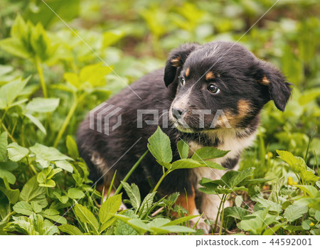 A frightened homeless dog on the street. 44592001