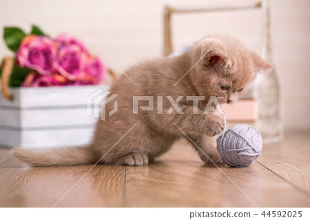 Funny kitty is played with a bunch of knitting yarns 44592025