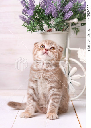 Cream-colored kitten sitting near a pot with lavender Cream-colored kitten sitting near a pot with lavender 44592093