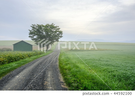 Biei in the early morning 44592100