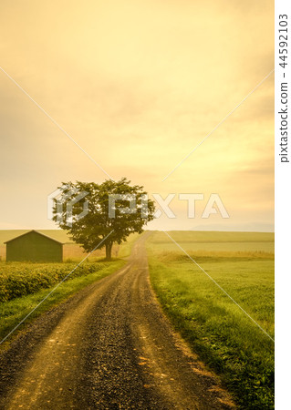 美瑛在清晨 44592103