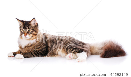 Beautiful maine coon cat. Thoroughbred cat. Exhibition of cats concept. 44592149