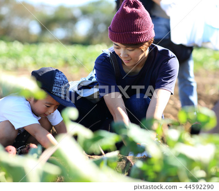Digging with family 44592290