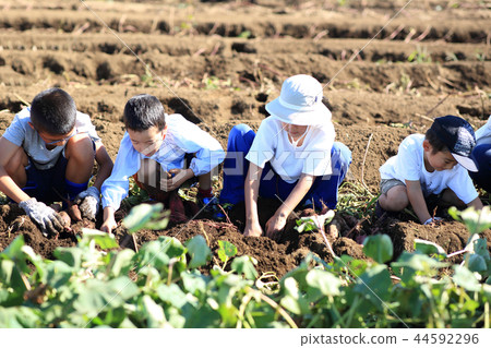 孩子們挖 44592296