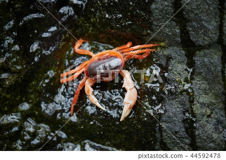 Japanese Freshwater Crab 44592478