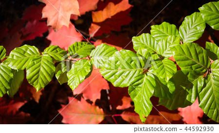 Green and red autumnal leaves. 44592930